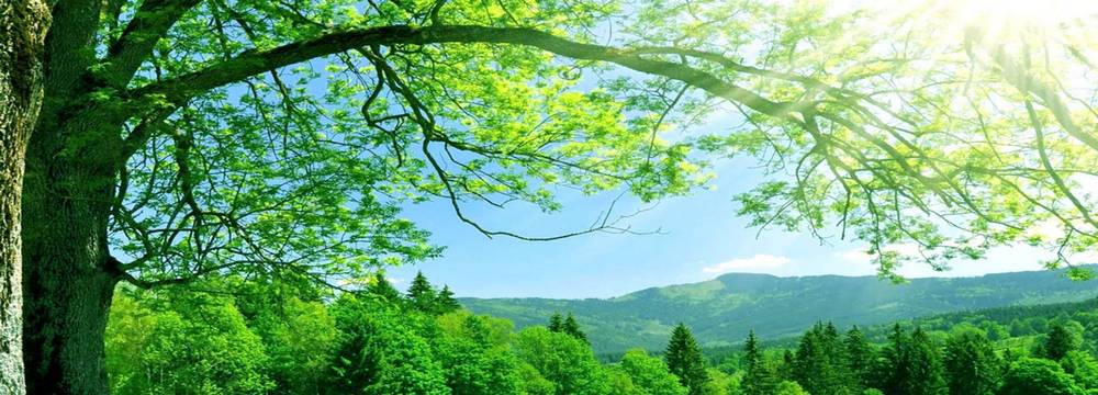 2019 la natura negli interni di casa