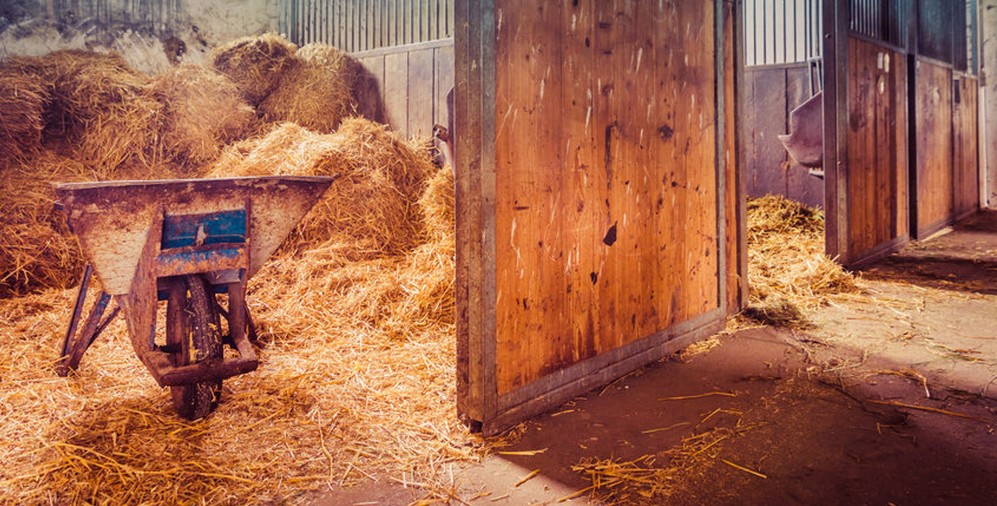 PAVIMENTI PETS | I migliori pavimenti per animali pavimenti box cavalli