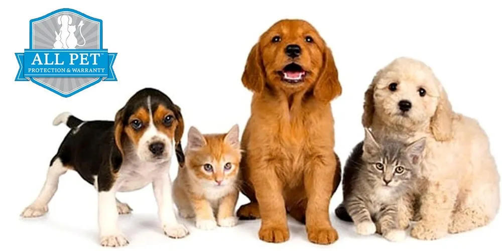 Moquette senza macchie per animali domestici - Nanni Giancarlo