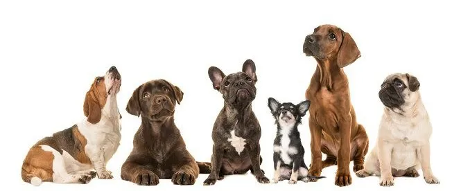 pavimento per fitness cani, agility dog, addestramento cinofilo pavimento per fitness cani, agility dog, addestramento cinofilo