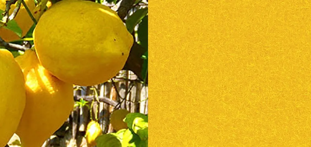 Esempio di moquette da esterno in colore giallo | Nanni Giancarlo Esempio di moquette da esterno gialla | Nanni Giancarlo
