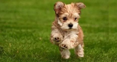 PRATO PETS |  Prato sintetico per cani prezzi a mq. a preventivo