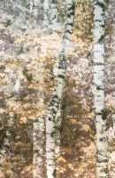 Carta da parati foresta alberi betulla - Colore 4  [macro particolare]