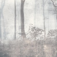 NOBE | Carta da parati alberi foresta in trasparenza - Colore 267 [particolare]