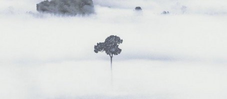 AIR FOGGY | Carta da parati alberi natura onirica