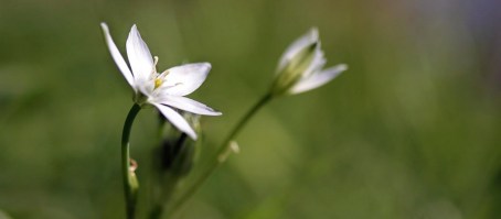WHITE FLOWER | Carta da parati esclusiva