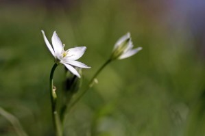 WHITE FLOWER | Carta da parati esclusiva