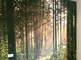 FORESTA 143 | Carta da parati foresta alberi - Cod. Bosco 6 ambientata