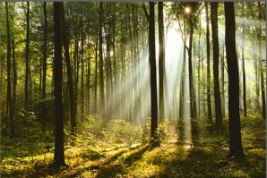 FORESTA 143 | Carta da parati foresta alberi - Cod. Bosco 6