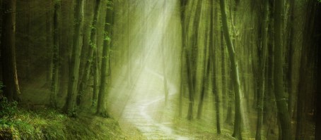 FORESTA 143 | Carta da parati foresta alberi