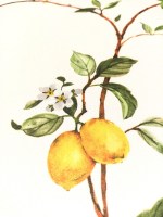 BLO 58303 | Carte da parati botanica con limoni