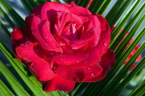 ROSA ROSSA | Carta da parati esclusiva