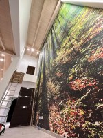 ALBEGGIA 359 | Carta parati bosco foresta alberi - Ambiente h.7 metri