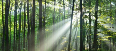 ALBEGGIA NELLA FORESTA  | Carta da parati foresta