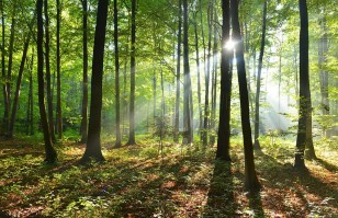 ALBEGGIA NELLA FORESTA  | Carta da parati foresta - Cod.359