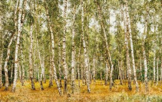 Carta da parati foresta alberi betulla - Colore 1