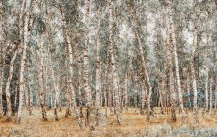 Carta da parati foresta alberi betulla - Colore 2