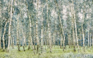 Carta da parati foresta alberi betulla - Colore 3