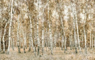 Carta da parati foresta alberi betulla - Colore 4