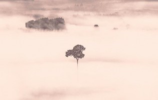 AIR FOGGY | Carta da parati alberi nuvole - Colore 3