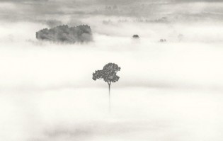 AIR FOGGY | Carta da parati alberi nuvole - Colore 4