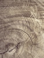 VITA  UNO | Carta da parati soggetto tronco di legno